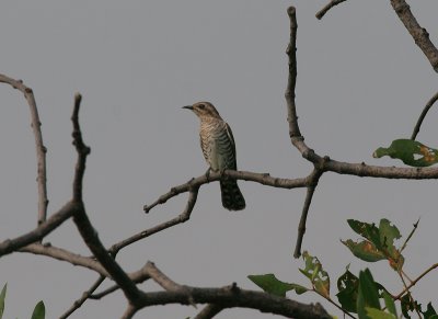horsfield's bronzed cuckoo, Muare Anke
