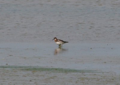 red-necked pharalope, Middelburg