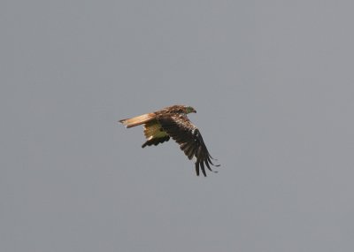 red kite / rode wouw, Grijpskerke