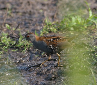 baillons crake / kleinst waterhoen, Zevenhoven, N-H