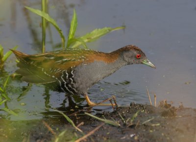 baillons crake / kleinst waterhoen, Zevenhoven, N-H