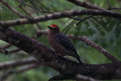 red capped woodpecker