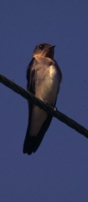 tawny-headed swallow