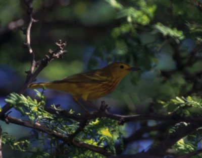 yellow warbler