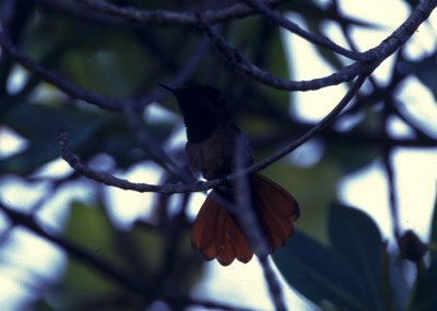 ruby topaz hummingbird