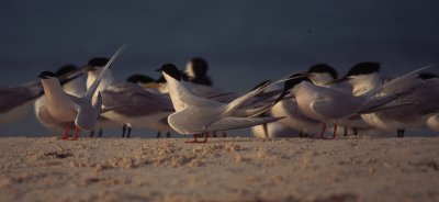 dougalls tern