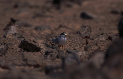 least tern