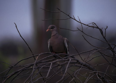 bare-eyed dove