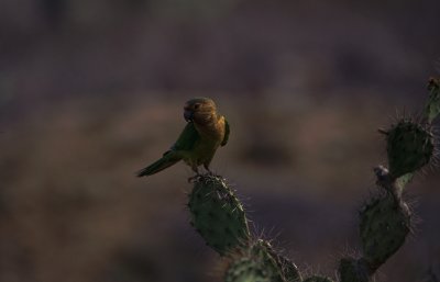 west-indian parakeet