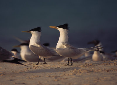 cayenne terns.jpg