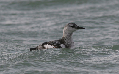 black guillemot / zwarte zeekoet