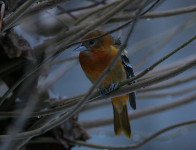 baltimore oriole / baltimore troepiaal