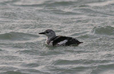 black guillemot / zwarte zeekoet