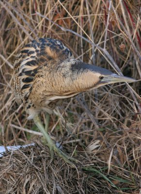 bittern / roerdomp, Schouwen