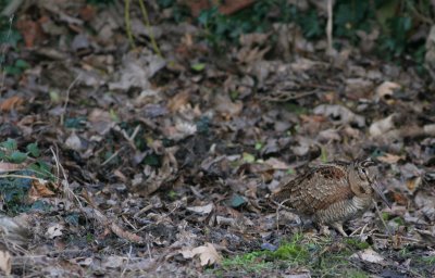 woodcock / houtsnip