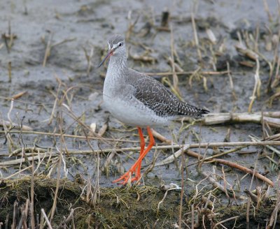 spotted redshank / zwarte ruiter