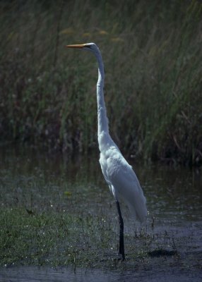 american white egret