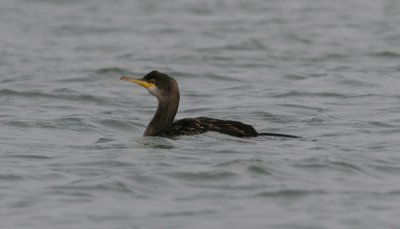 shag / kuifaalscholver, Neeltje Jans