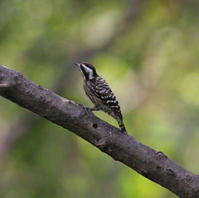 sunda woodpecker