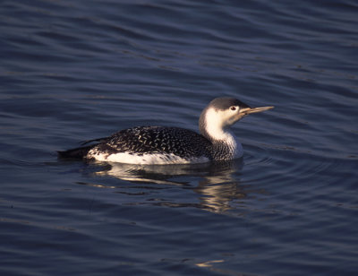 red-throated diver / roodkeelduiker, haven Stellendam