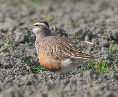 dotterel / morinelplevier