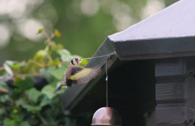 goldfinch / putter