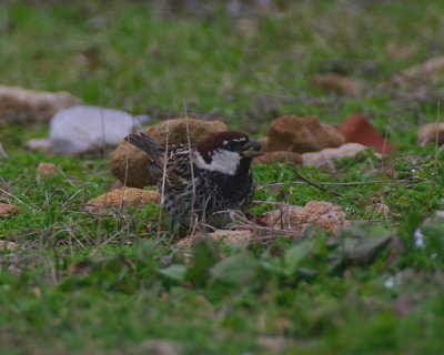 spannish sparrow / spaanse mus