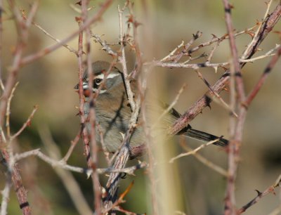 black-throated sparrow - amphispiza bilineata