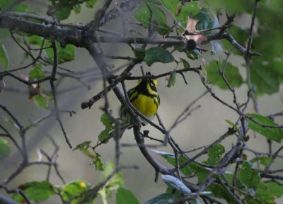 townsend warbler - dendroica townsendi