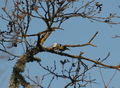 white-headed nuthatch - sitta carolinensis