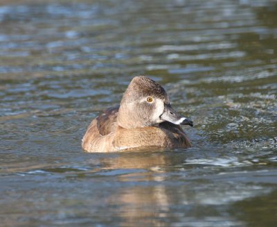 ring-necked duck - aythya collaris (fem)