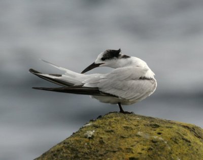 common tern 