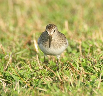 bonapartes sandpiper pnta delgada flores1.jpg