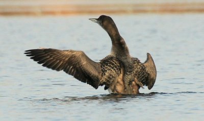 great northern diver / ijsduiker, Westkapelle