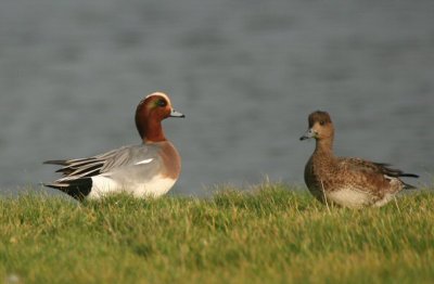 wigeon / smient, kabbelaarsbank
