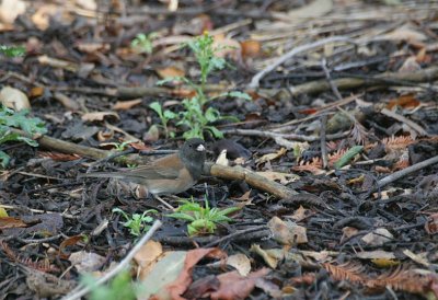 dark-eyed junco - junco hyemalis (oregon race)