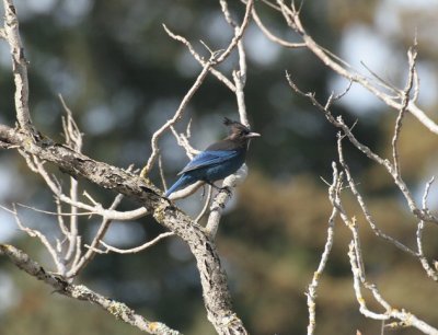 stellers jay - cyanocitta stelleri (pacific race)