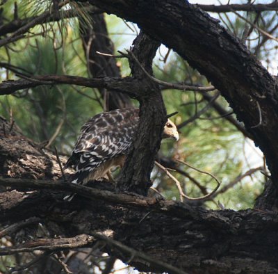 red-shouldered hawk - buteo lineatus