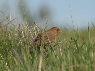 californian towhee - pipilo crissalis