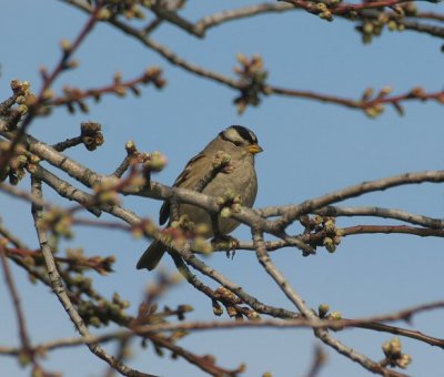 white-crowned sparrow - zonotrichia leucophrys