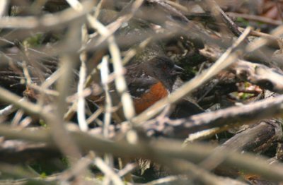 spotted towhee - pipilo maculatus (pacific race)