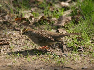 golden crowned sparrow - zonotrichia atricapilla