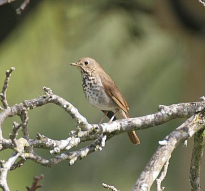 hermit thrush - catharus guttatus