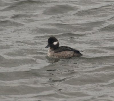 bufflehead - bucephala albeola