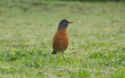 american robin - turdus migratorius