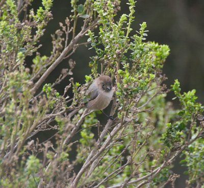 bushtit - psaltriparus minimus