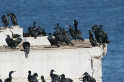 brandts cormorant - phalacrocorax penicillatus