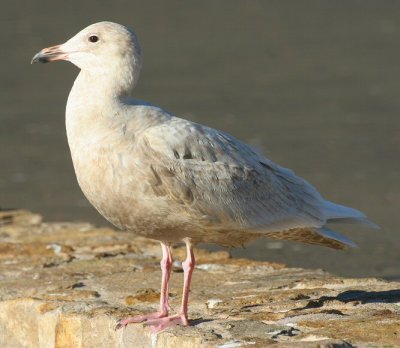 glacous-winged gull
