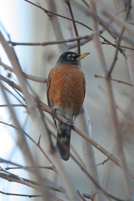 american robin - turdus migratorius