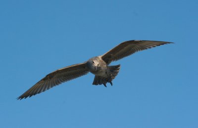 western gull - larus occidentalis